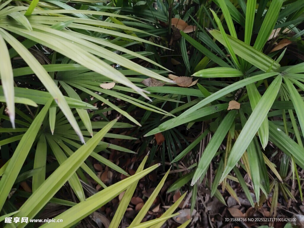 翠绿蒲葵叶片特写