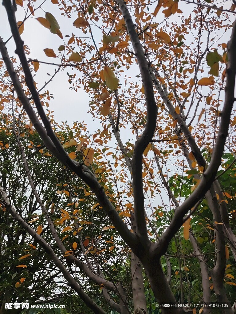 秋日树林枝叶景观