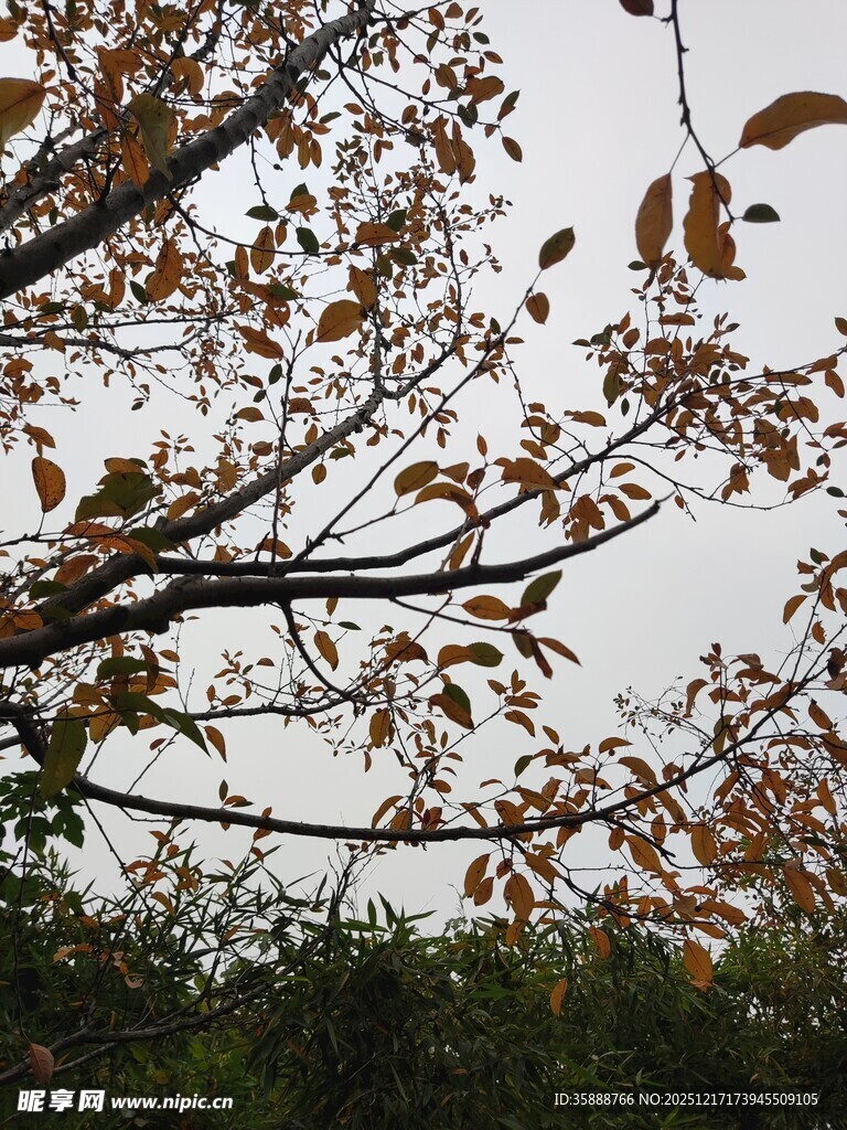 秋日树枝上的枯黄树叶