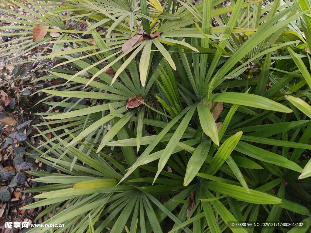 翠绿棕竹植物特写