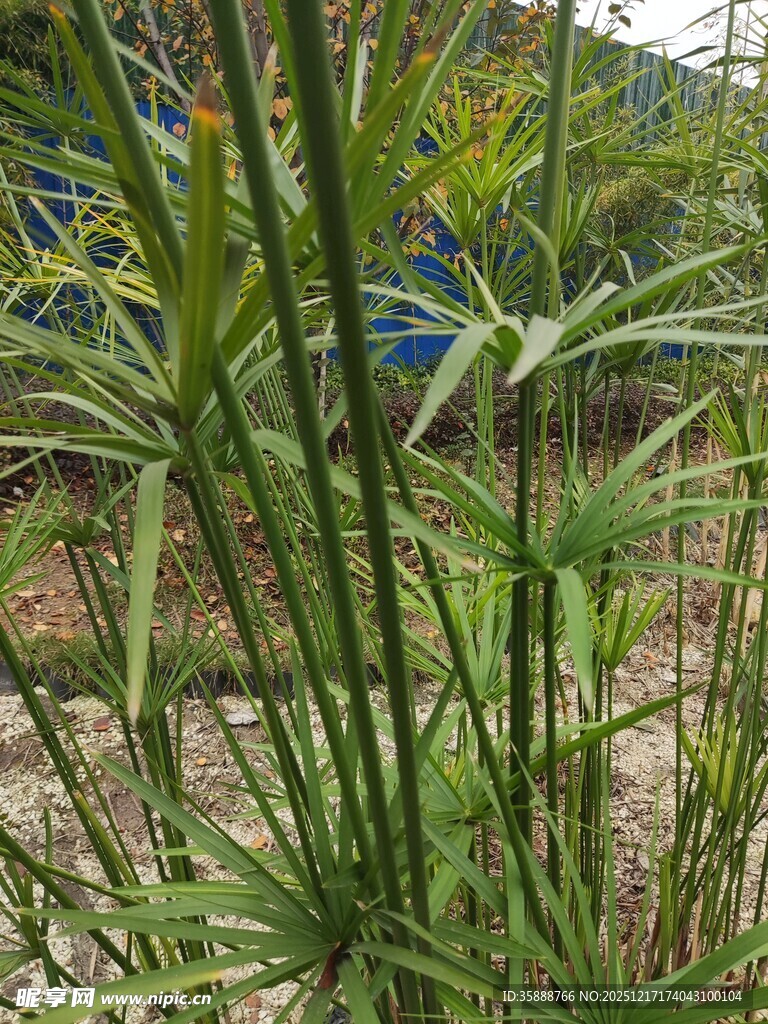 翠绿丛生的细长叶片植物