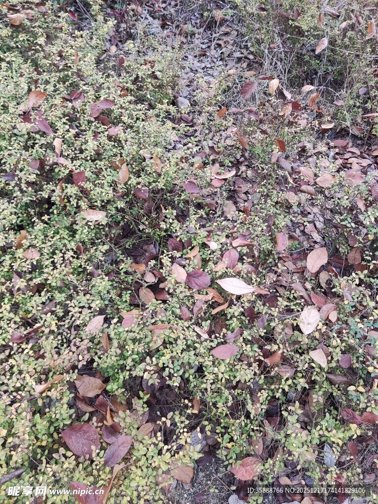 地面的绿植与落叶景象