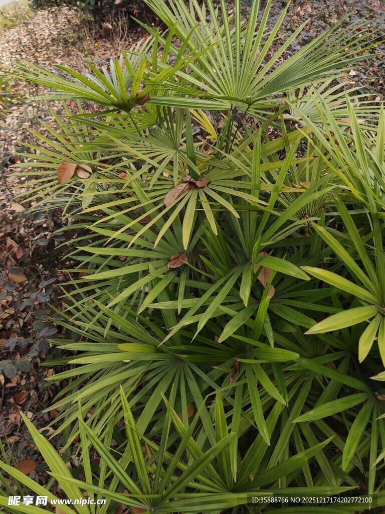 翠绿丛生的棕榈科植物