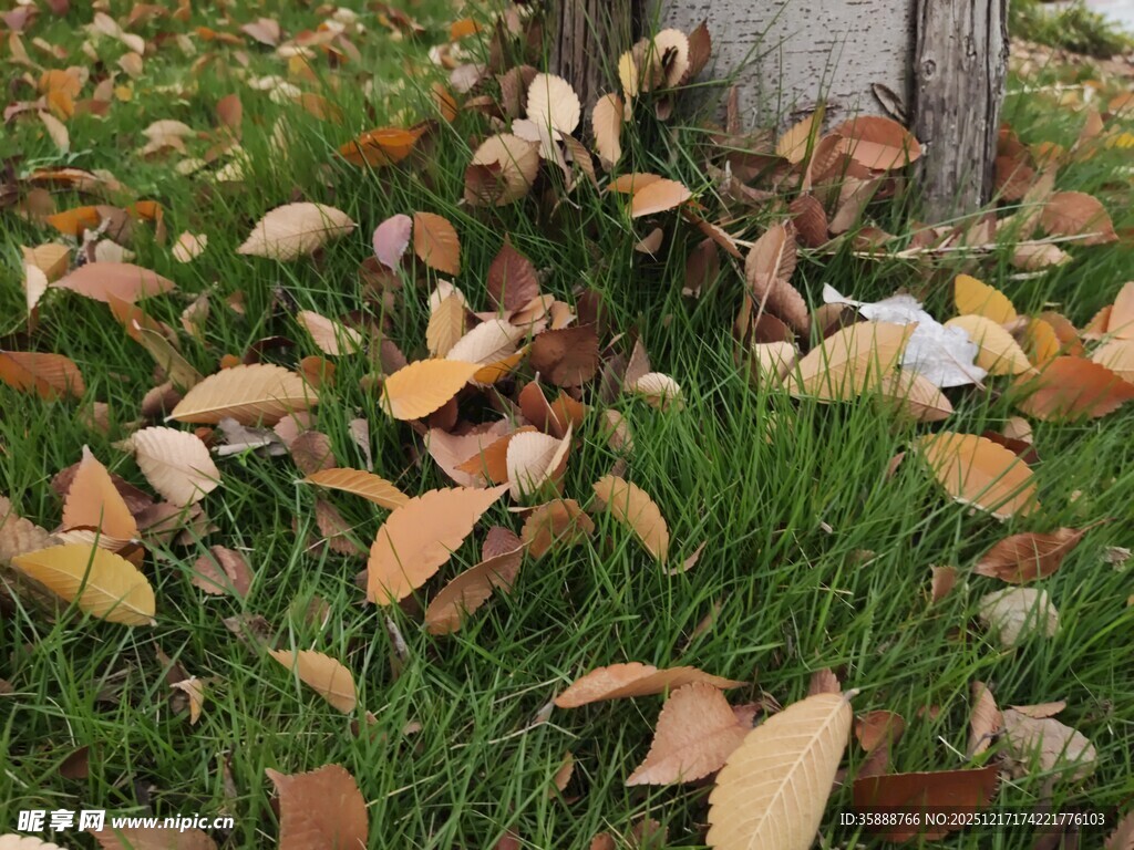 草地落叶秋意初显