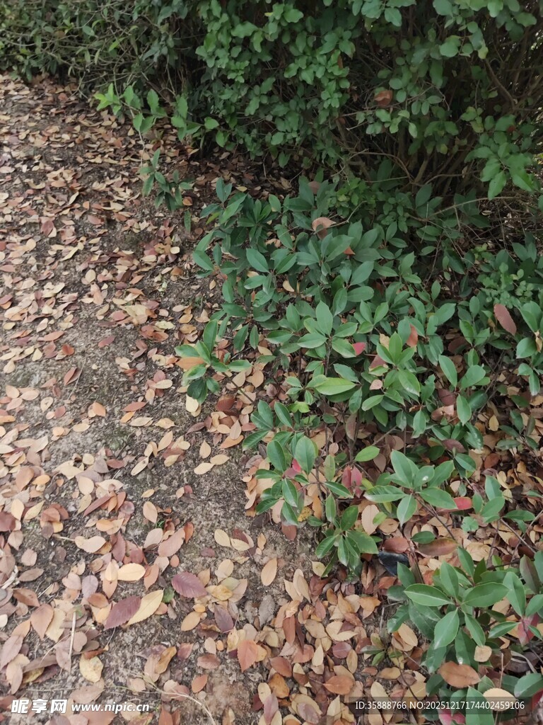 落叶小径旁的翠绿植物