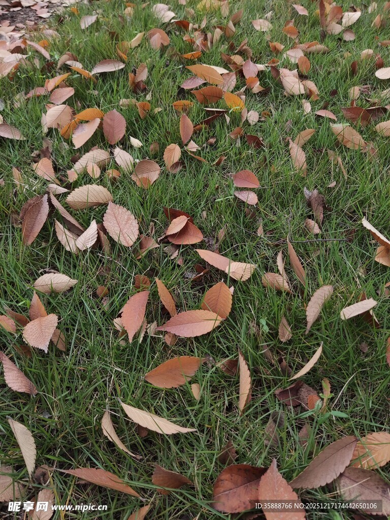 草地上的缤纷落叶