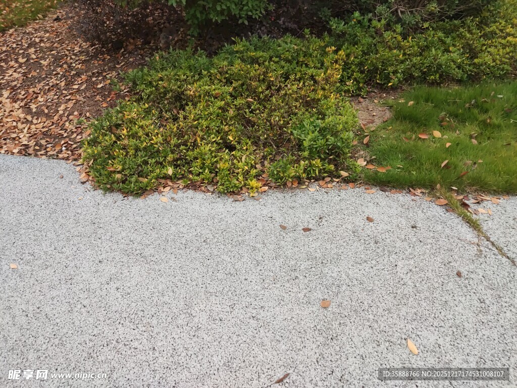 路边绿植与灰色路面