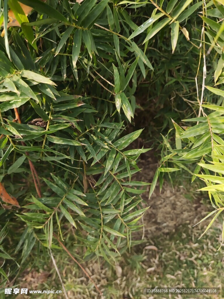 翠绿竹林间的自然景致