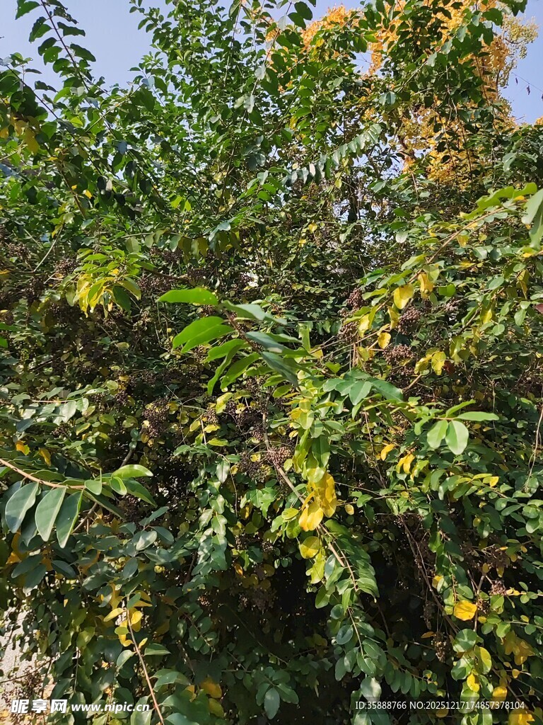 绿叶间的繁茂植物景象