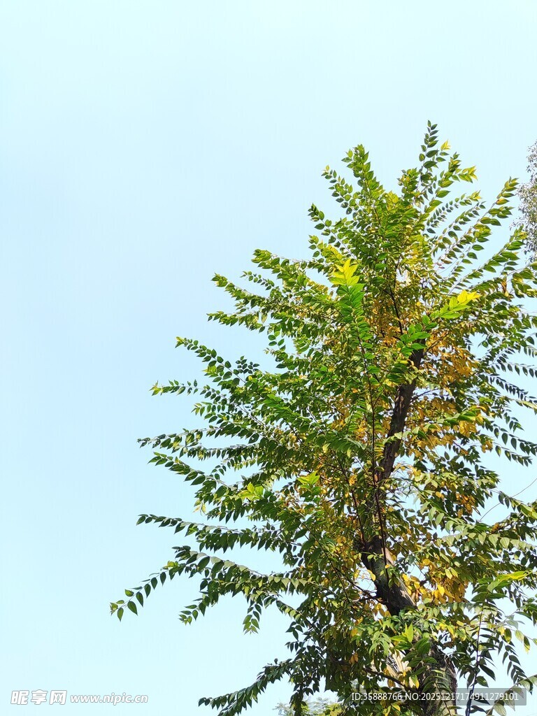 挺拔绿树映蓝天