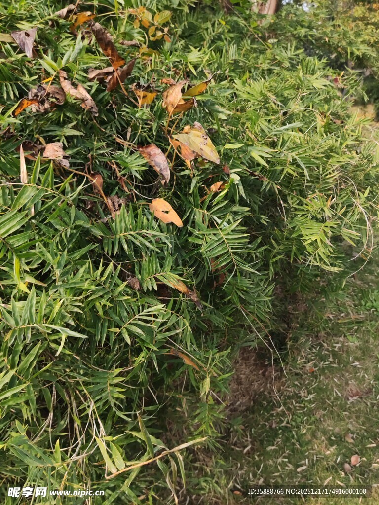 绿意盎然的繁茂植物景观