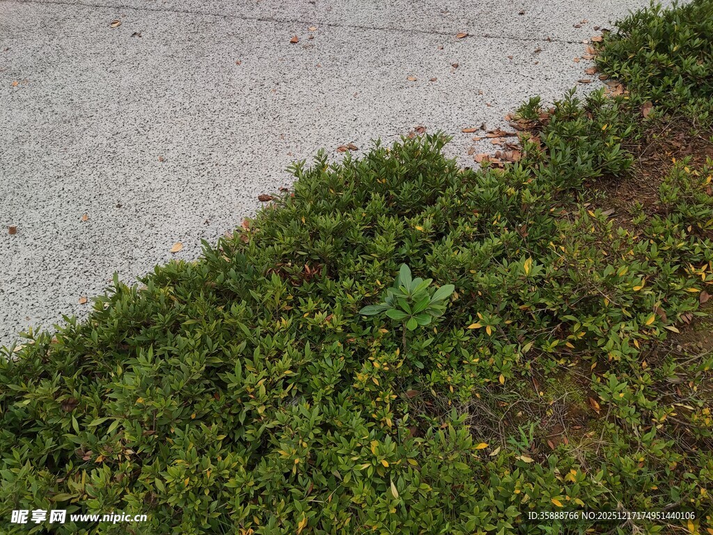 路边嫩绿繁茂的丛生植物