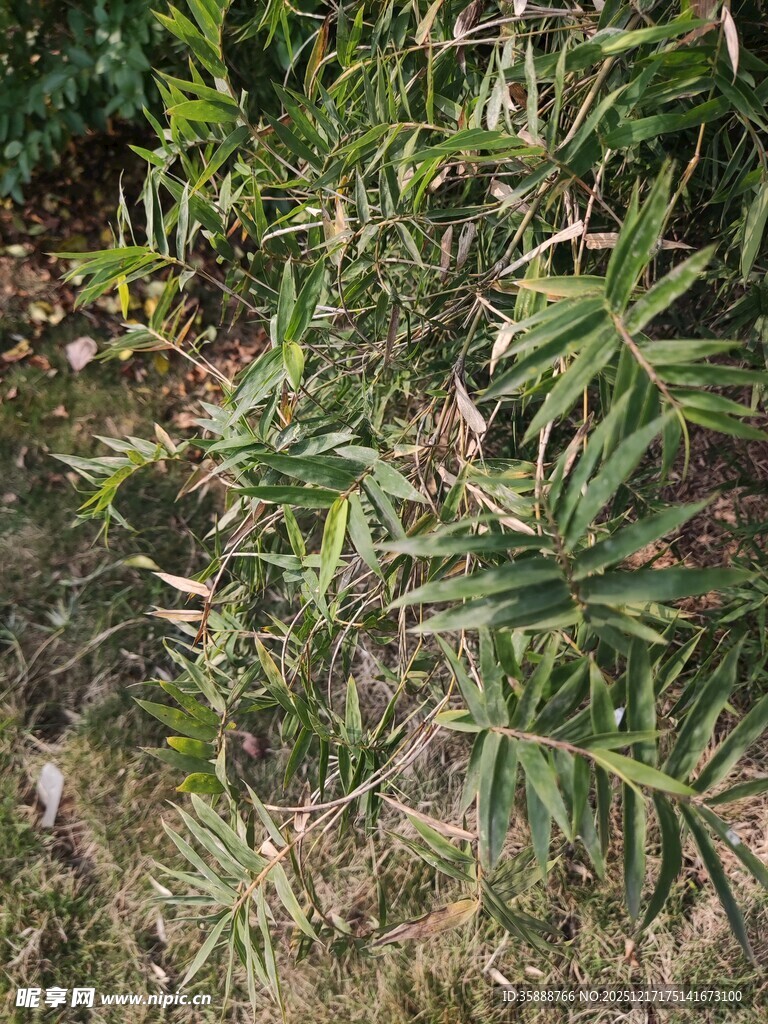 翠绿竹林中的生机景象