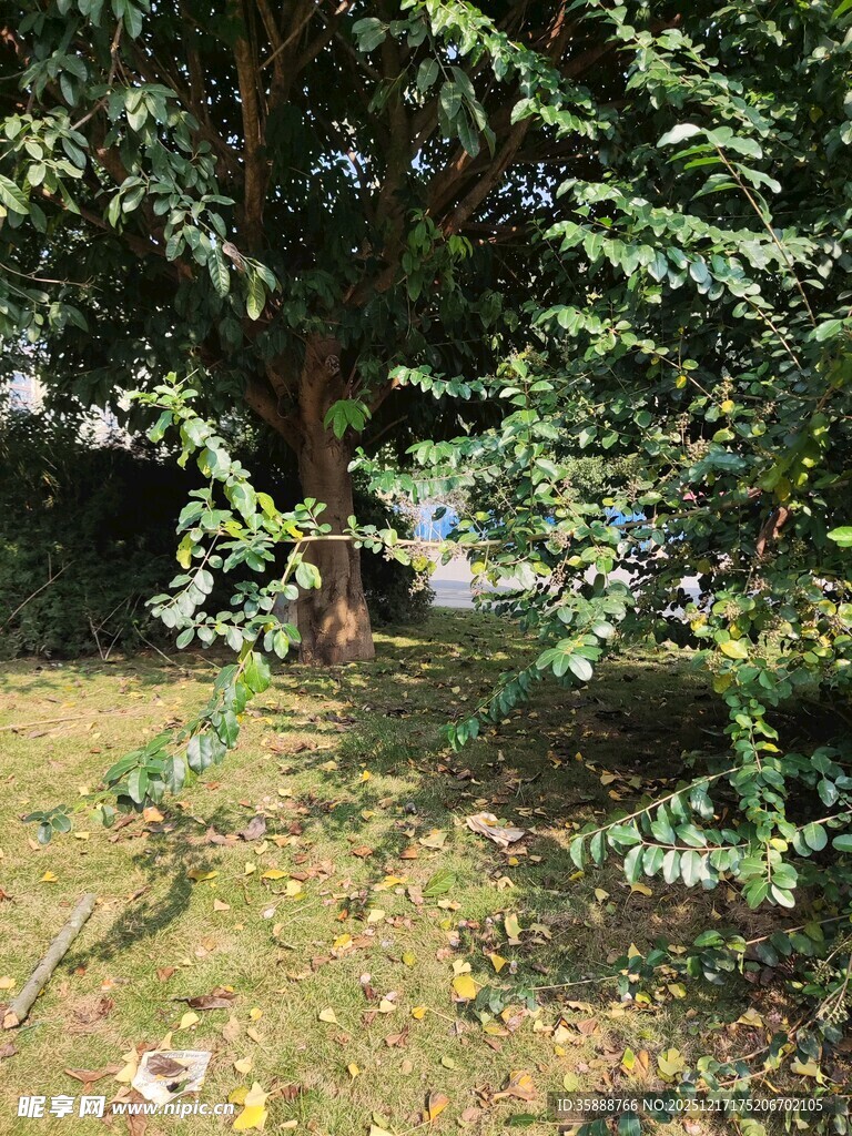 户外绿意盎然的树木景观