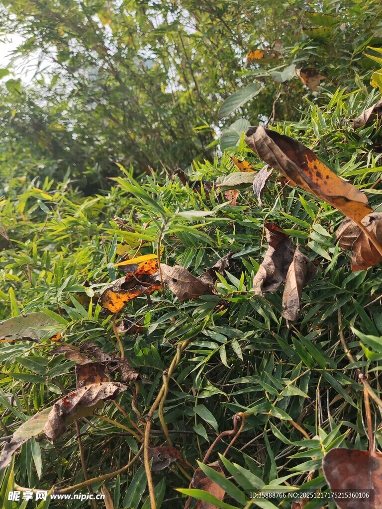 绿叶间的多彩植物叶片