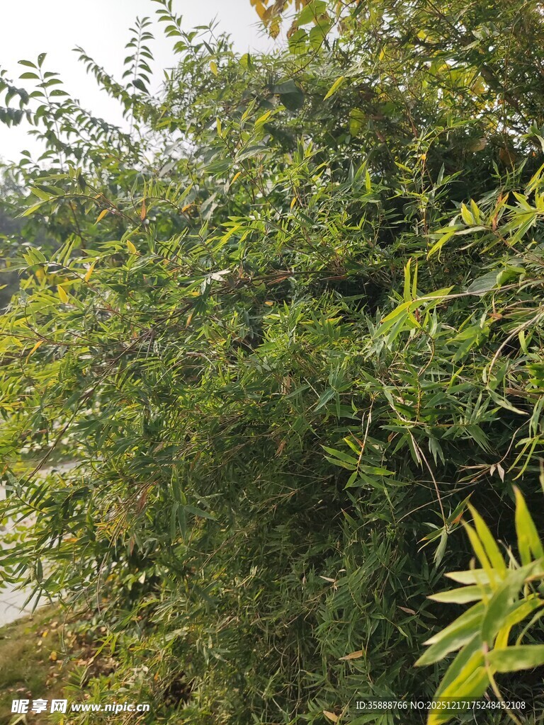 茂密葱郁的绿色植物景观
