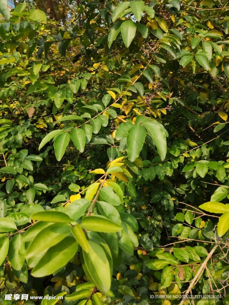 茂密绿植中的翠绿叶片