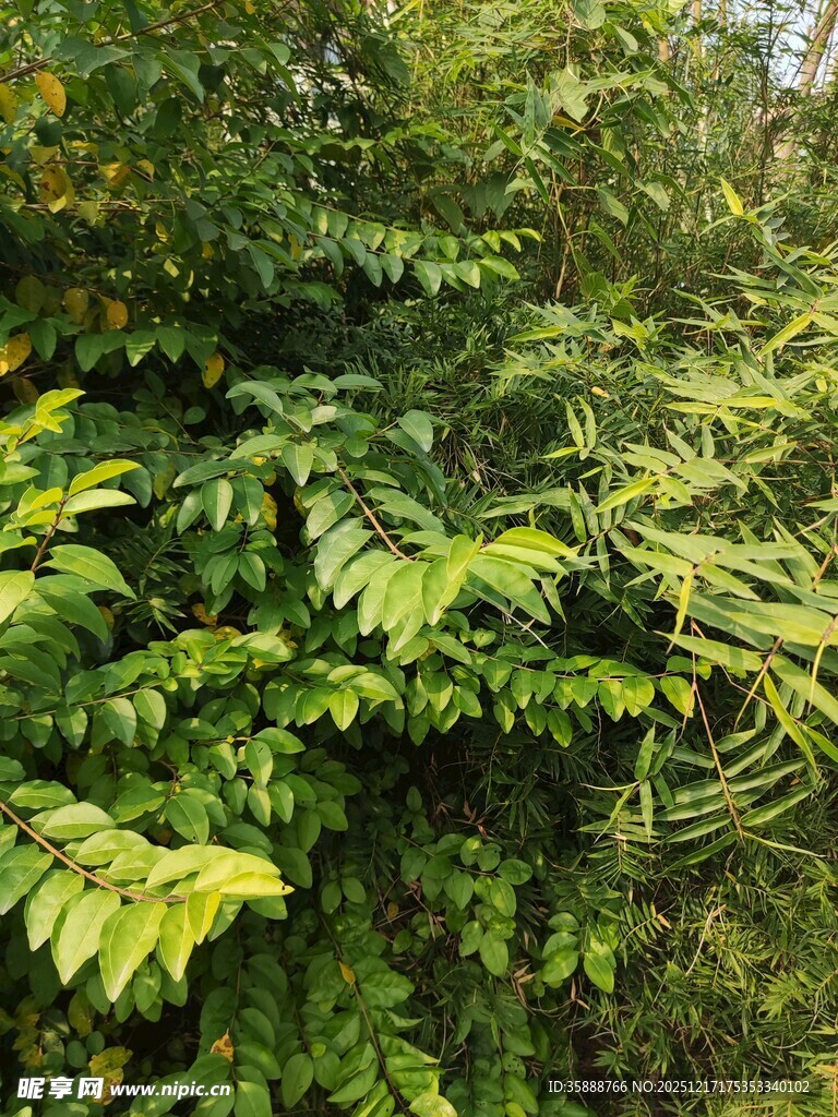 茂密丛林中的翠绿植物
