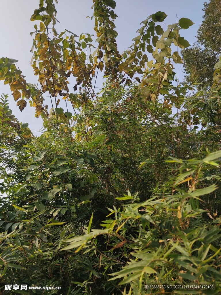 繁茂绿植枝叶舒展