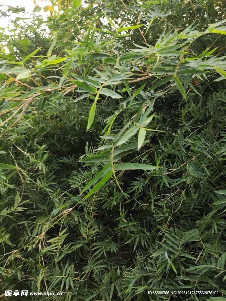 茂密绿植景观