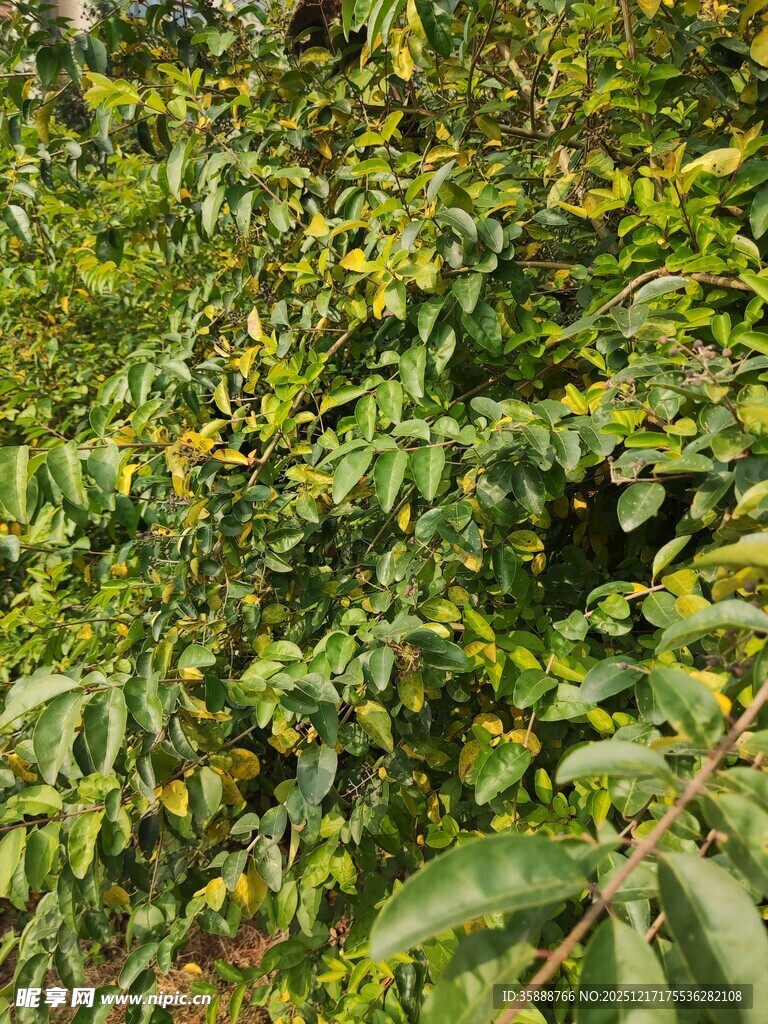 繁茂绿植的自然景致