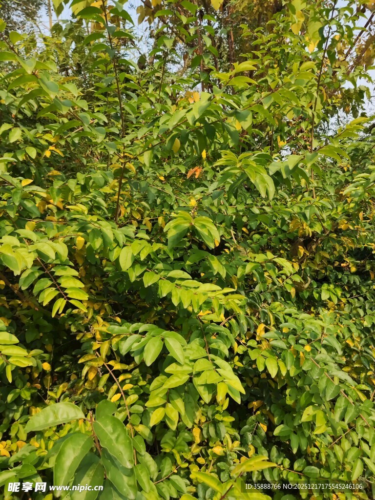 茂密翠绿的植物景观