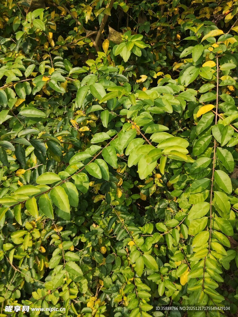翠绿繁茂的植物叶片