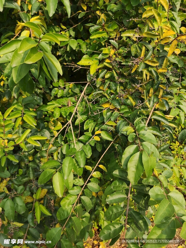 绿叶繁茂的植物景象