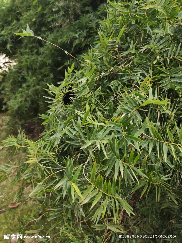 翠绿繁茂的竹林植物景观
