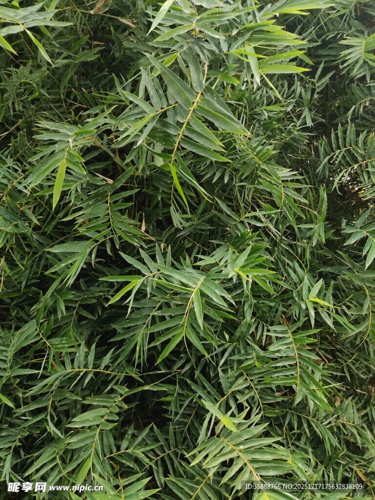 茂密翠绿的竹叶景观