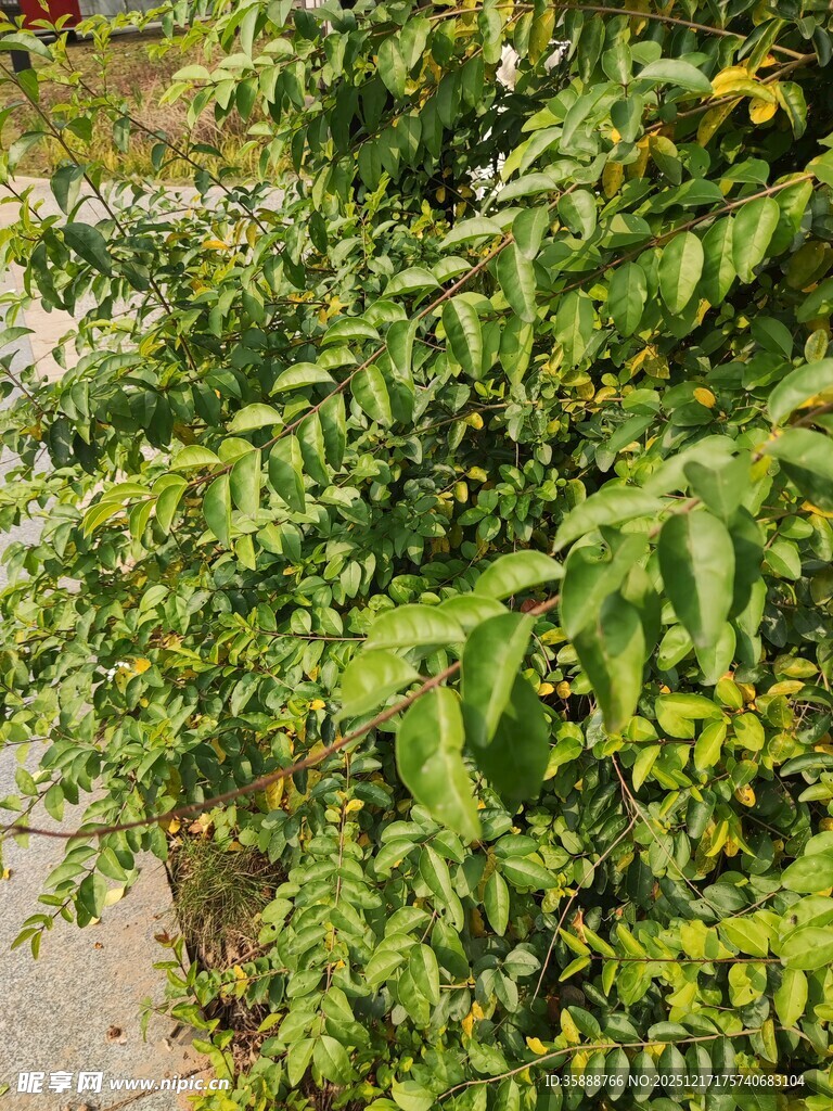 翠绿繁茂的植物枝叶景观