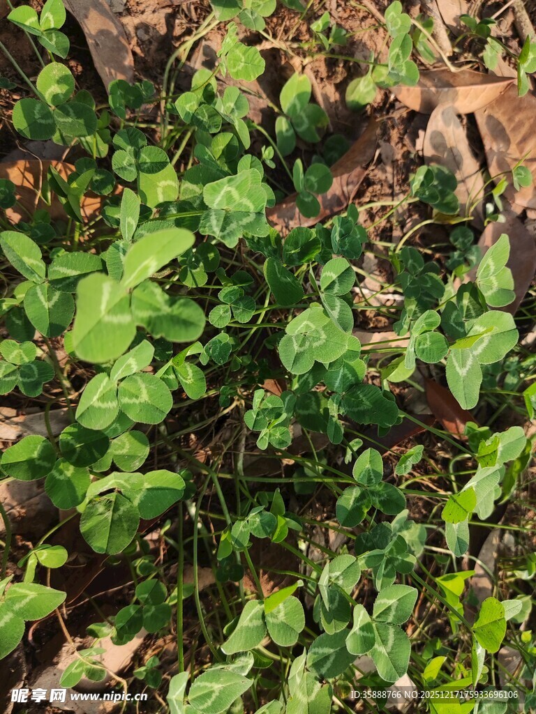 地面上的翠绿植物