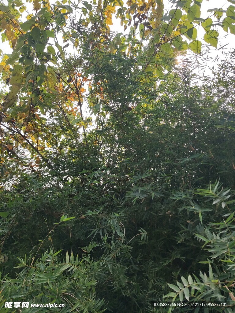 茂密绿植阳光穿透枝叶
