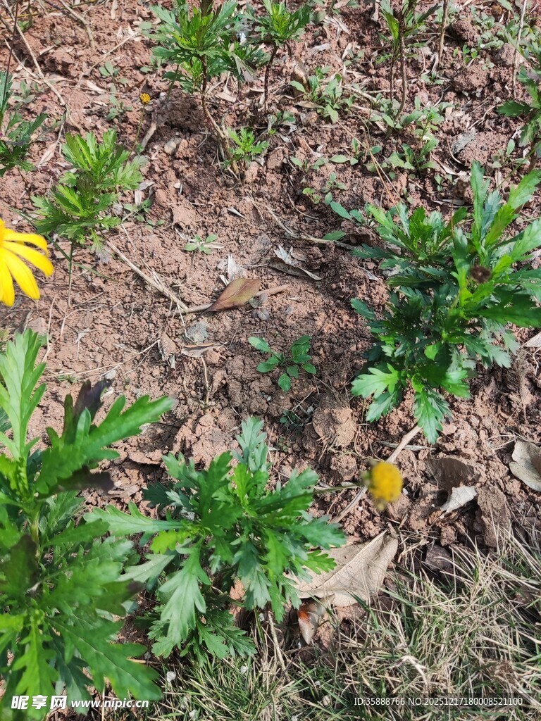 地面生长的黄色小花植物