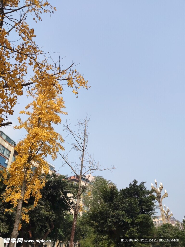 秋日金黄树叶与蓝天景象