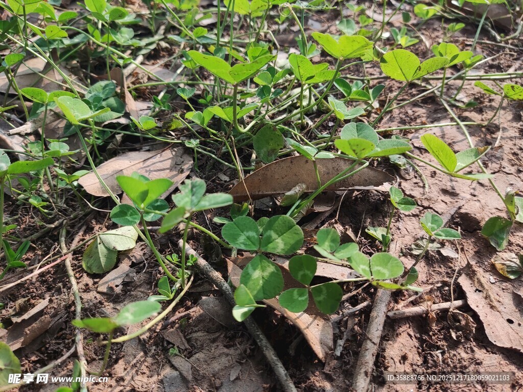 地面上的嫩绿植物