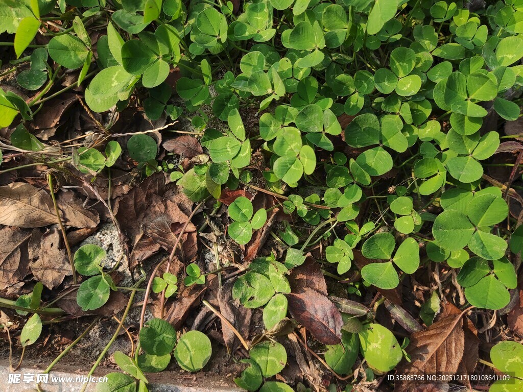 地面上的翠绿三叶草