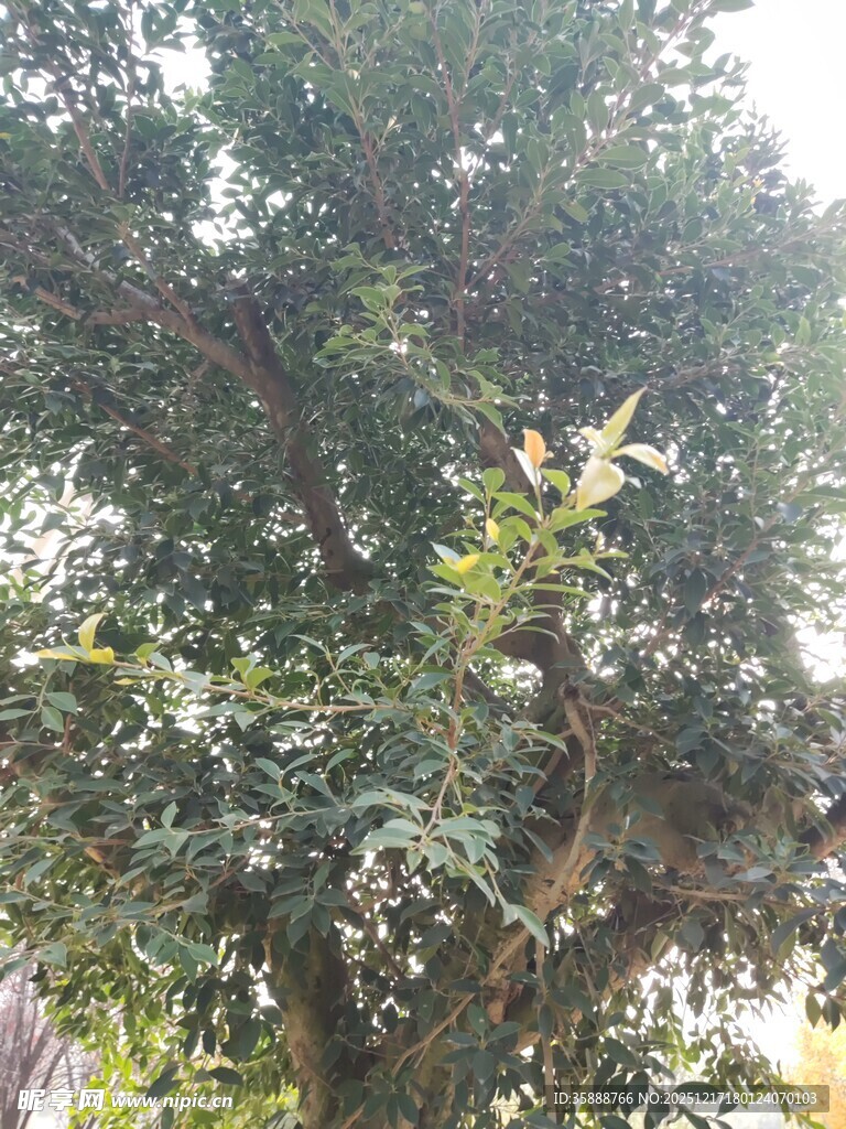 茂盛大树展现勃勃生机