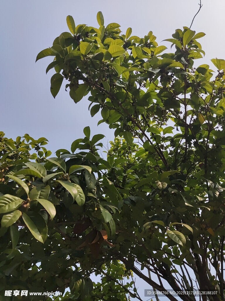 绿叶繁茂的树木