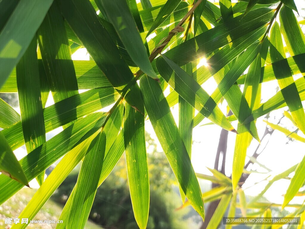 阳光下的翠绿竹叶
