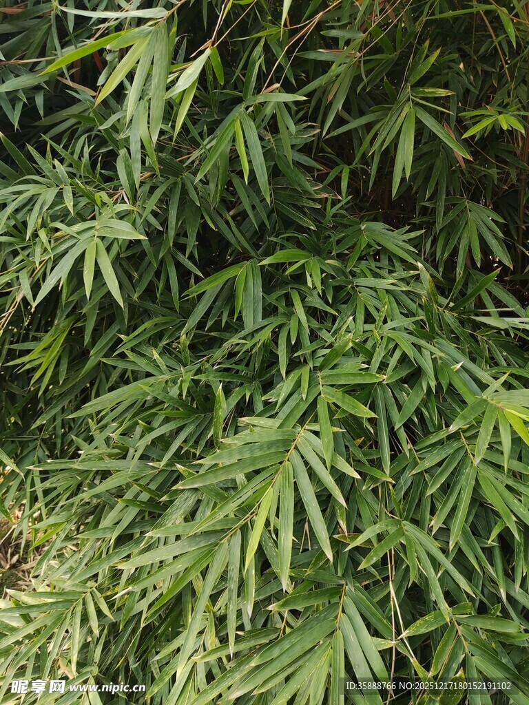 茂密翠绿的竹叶植物