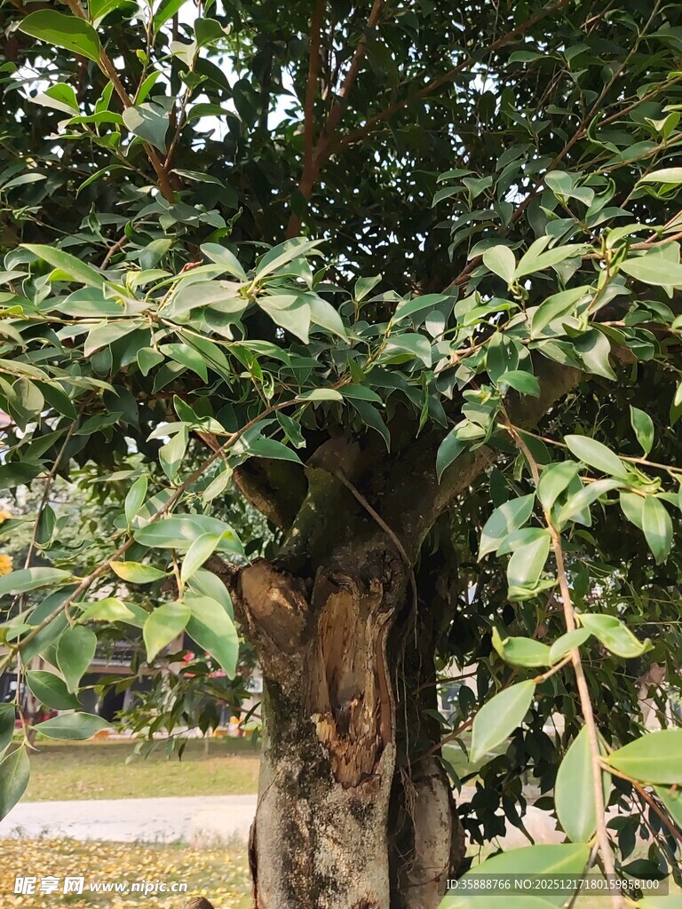 树干上的绿植景观