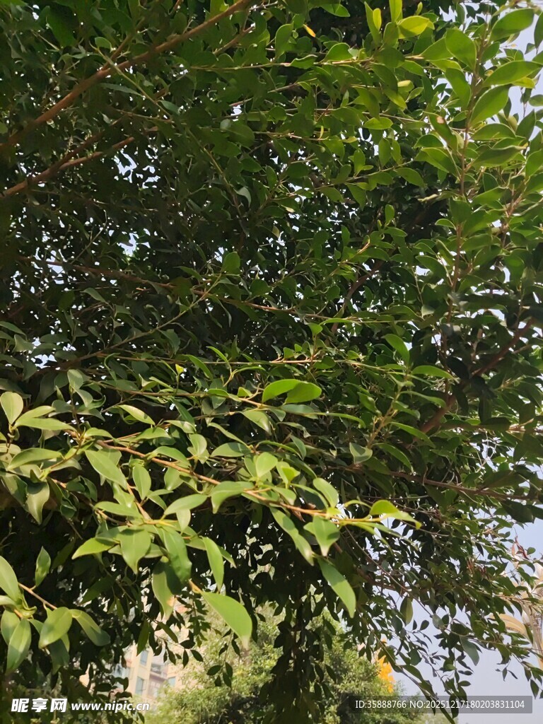 繁茂绿叶展现自然生机