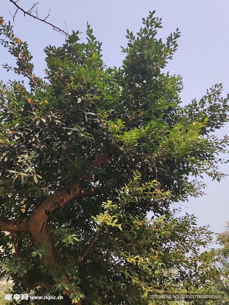 茂盛大树展现勃勃生机