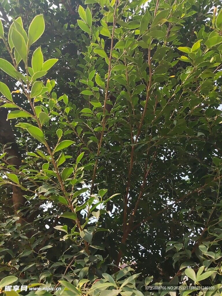 茂密绿植景观