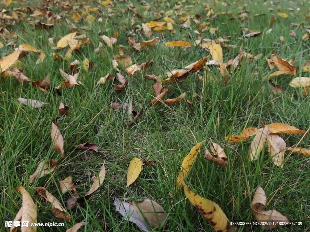 草地上的枯黄落叶