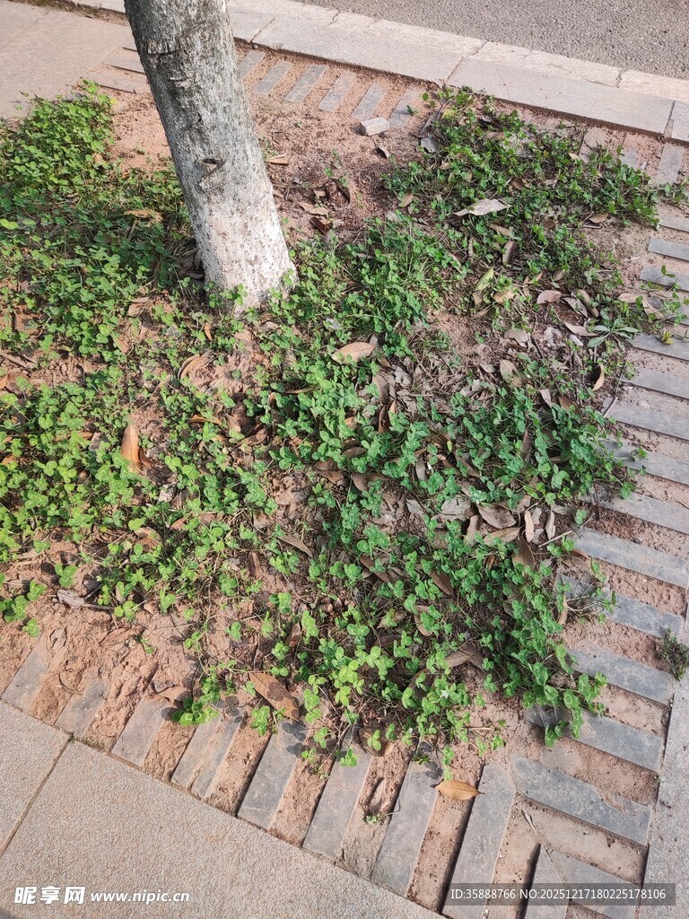 树下砖缝中生长的绿色植物