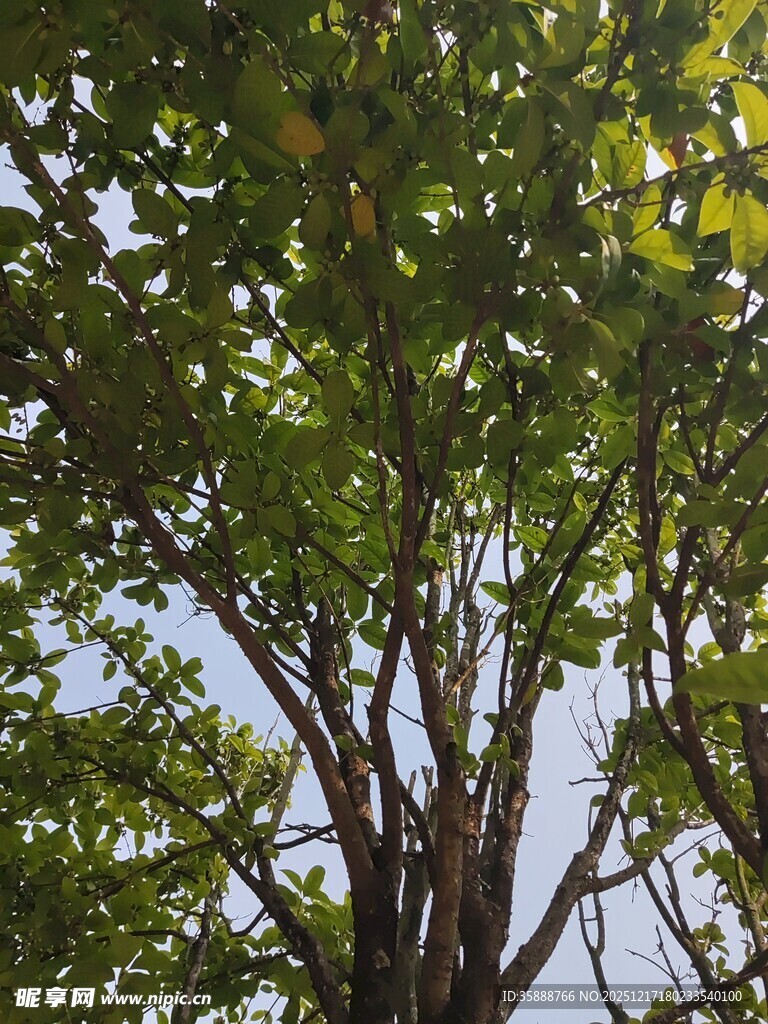 仰视繁茂绿树树冠