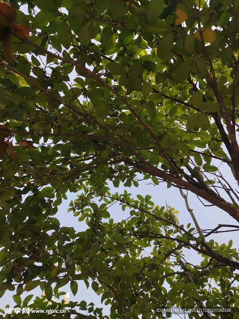 绿叶繁茂的树枝景象