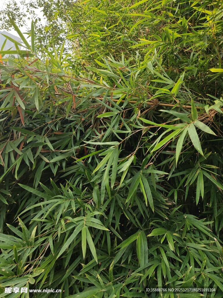 茂密翠绿的竹林景观